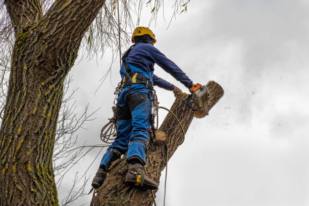 Best Tree Disease Treatment  in Lake Leann, MI